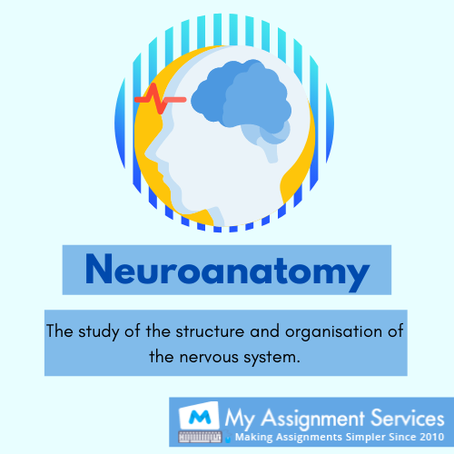 Neuroanatomy Assignment Help