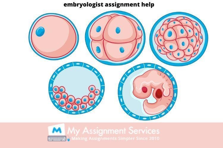 Embryologist Assignment Help Expert