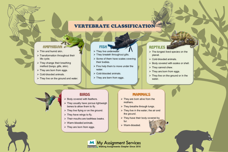 vertebrate assignment help