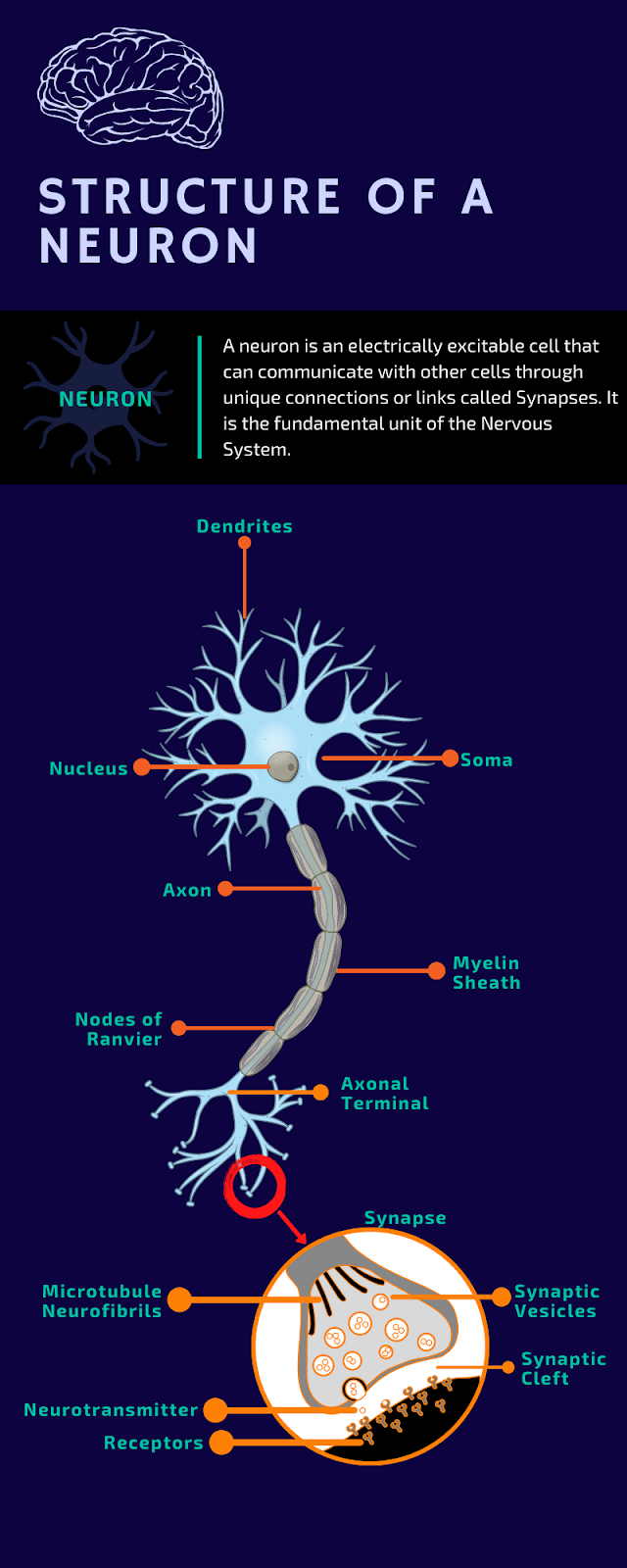 Neurophysiology Assignment Help