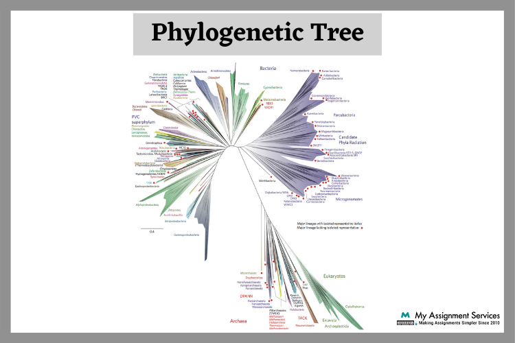  Phylogenetic Analysis Assignment Help