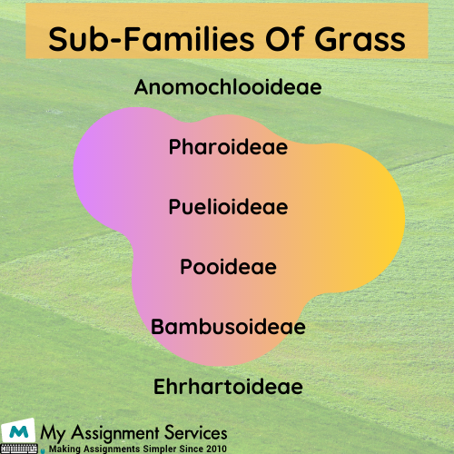 Sub families of grasses