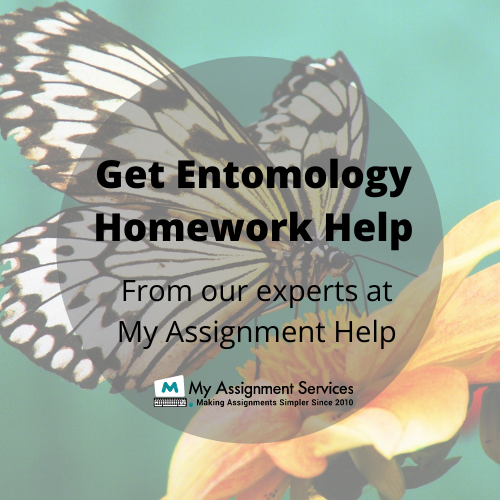 entomology homework help usa