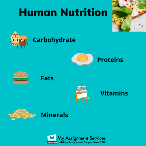All Human nutritions