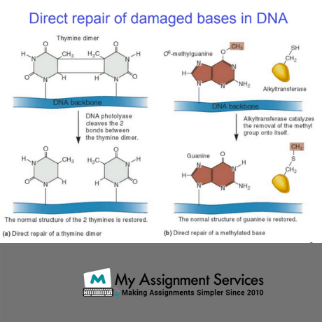 DNA repair in cancer case studies samples