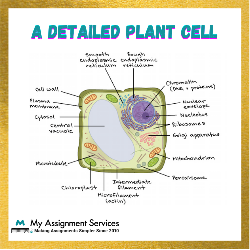 A Detailed Plant Cell