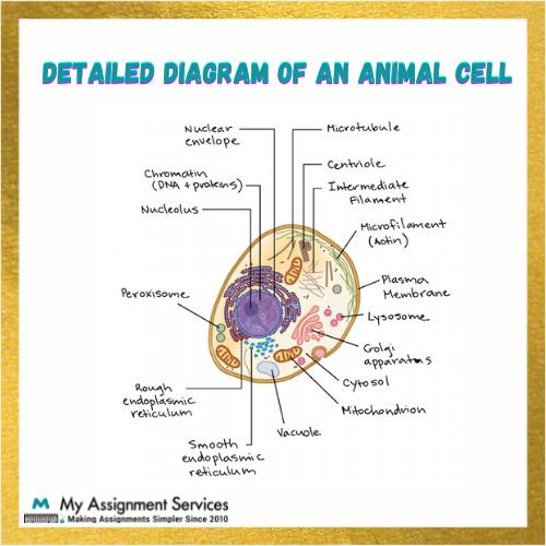 Detailed Diagram Of An Animal Cell