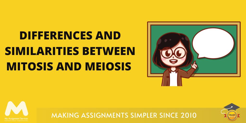 Differences and Similarities Between Mitosis and Meiosis