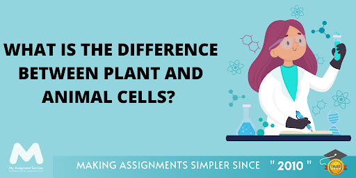 Difference between plant and cells