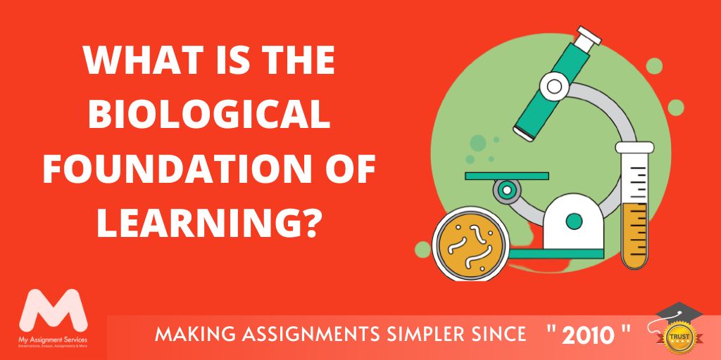 What Is the Biological Foundation of Learning